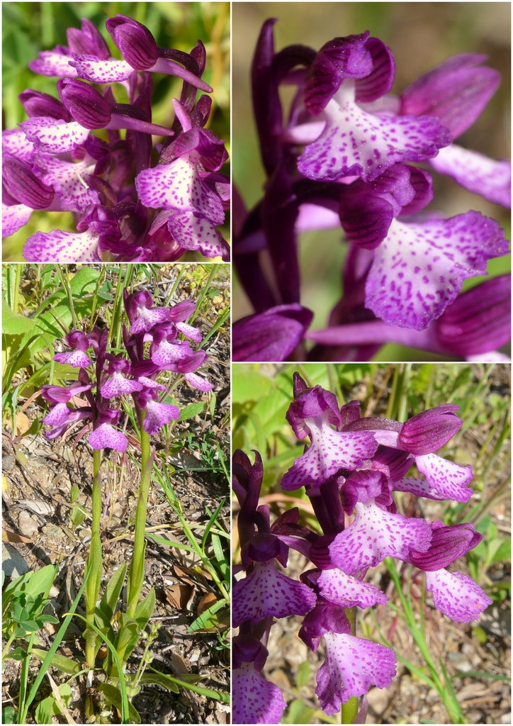 Orchidee in Sardegna, un fine settimana a 78 giri!